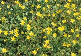 Kotvičník - jak na pěstování