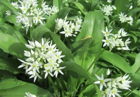 Medvědí česnek - pěstování ze semen nebo cibulky? 