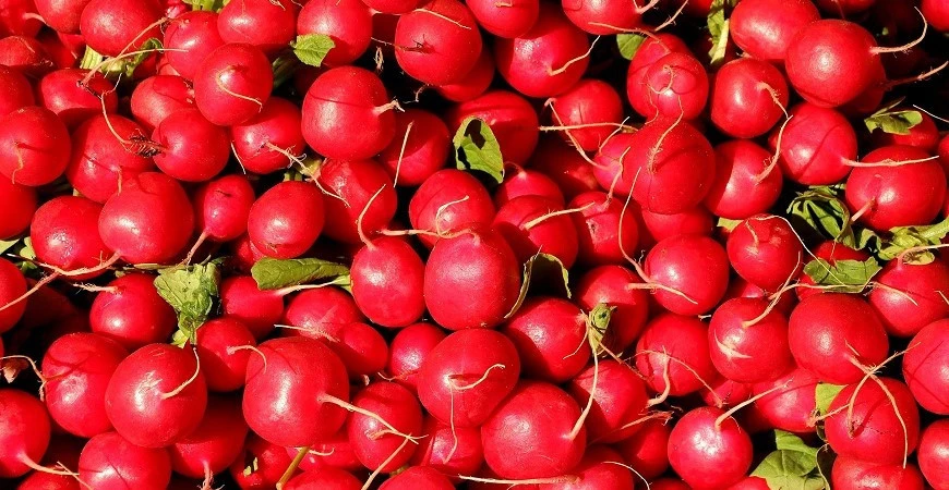 Jak si zajistit vlastní úrodu ředkviček?