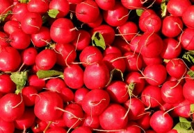 Jak si zajistit vlastní úrodu ředkviček?