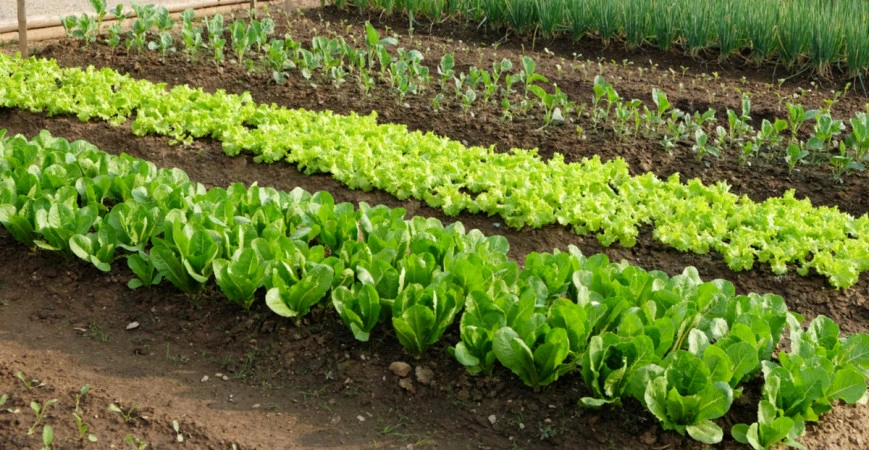 Zelenina z vlastní zahrádky šetří zdraví i peněženku