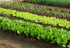 Zelenina z vlastní zahrádky šetří zdraví i peněženku