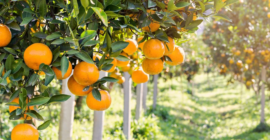 Nejlepší pomeranče jsou domácí!