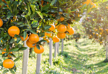 Nejlepší pomeranče jsou domácí!