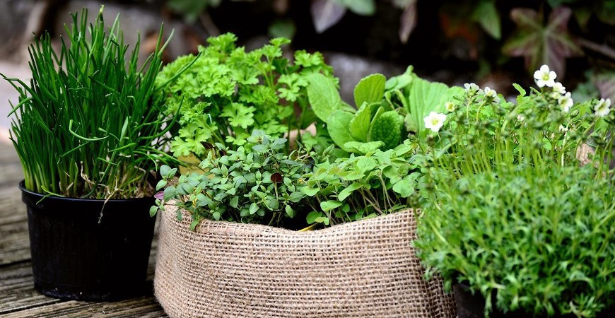 Jak si celoročně zajistit vitamíny?