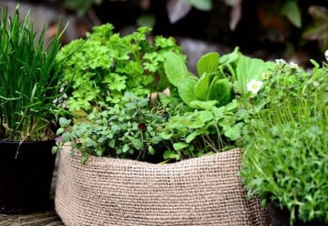 Jak si celoročně zajistit vitamíny?