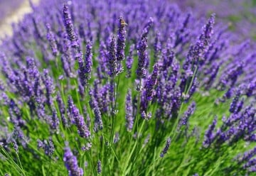 Levandule provoní byt a přinese úlevu