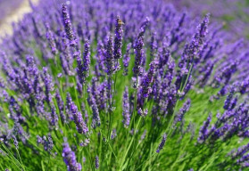 Levandule provoní byt a přinese úlevu