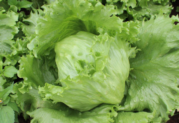 Pěstování salátu a jeho síla v podobě vitamínů