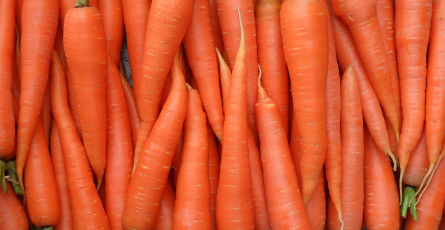 Mrkev plná vitamínů
