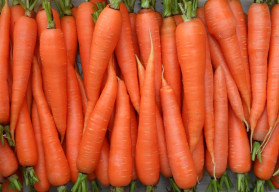 Mrkev plná vitamínů