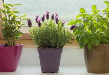 Jak doma pěstovat bylinky do kuchyně