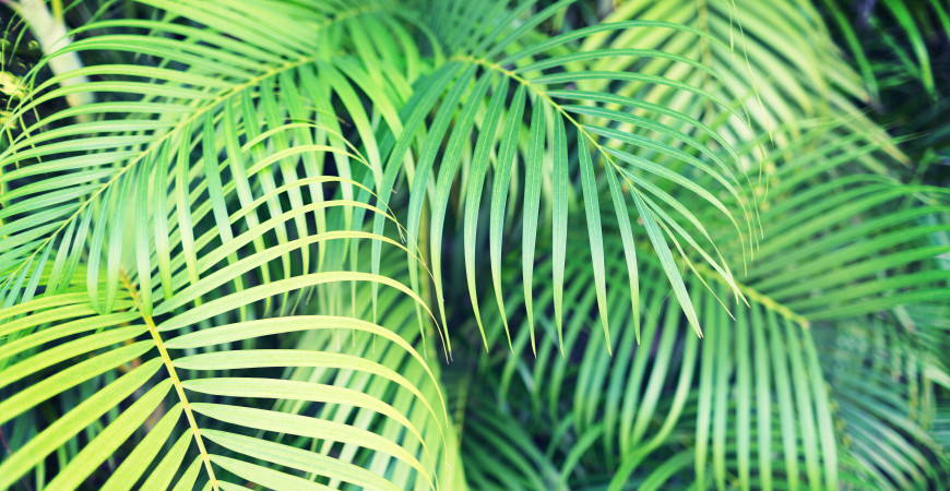 Nedaří se vám pěstování palem?