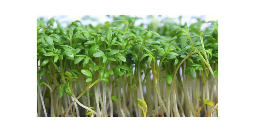 Chutná řeřicha za pár dní