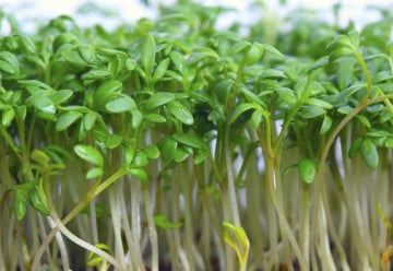 Chutná řeřicha za pár dní