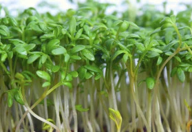 Chutná řeřicha za pár dní