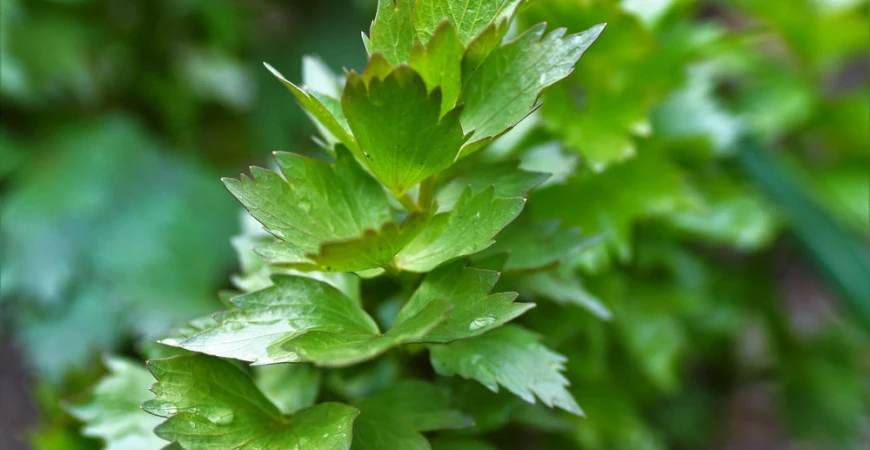 Libeček a jeho využití