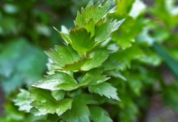 Libeček a jeho využití