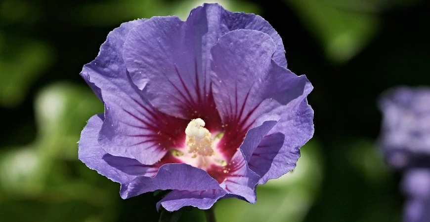 Ibišek je možné pěstovat celoročně