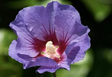 Ibišek je možné pěstovat celoročně