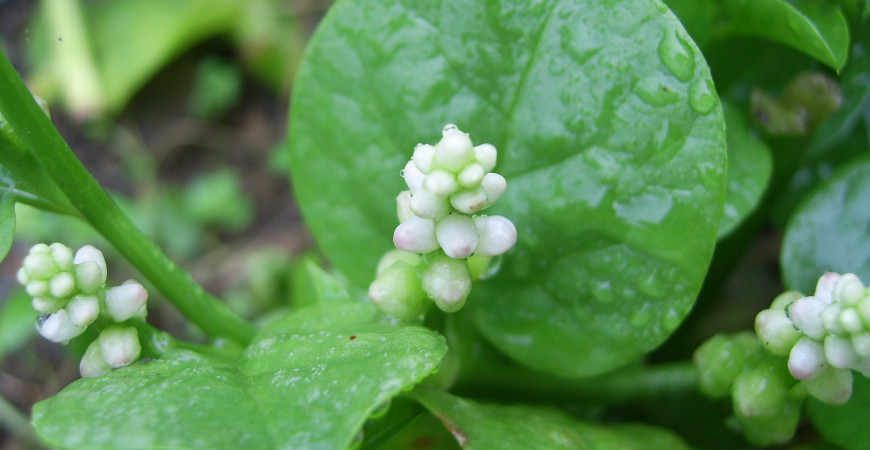 Jakou zeleninu pěstovat v srpnu?