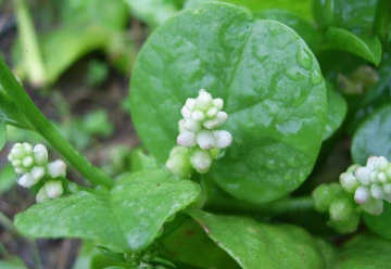 Jakou zeleninu pěstovat v srpnu?