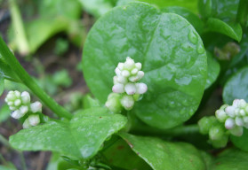 Jakou zeleninu pěstovat v srpnu?