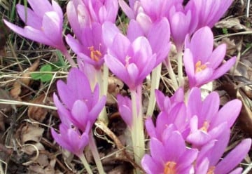 Vhodným doplňkem podzimních trvalek jsou ocúny 