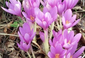 Vhodným doplňkem podzimních trvalek jsou ocúny 