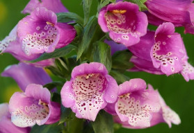 Náprstník červený - krásná, ale prudce jedovatá rostlina