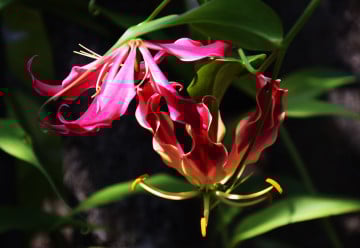 Pokojovka, která rozzáří i letní zahradu či terasu - glorióza 