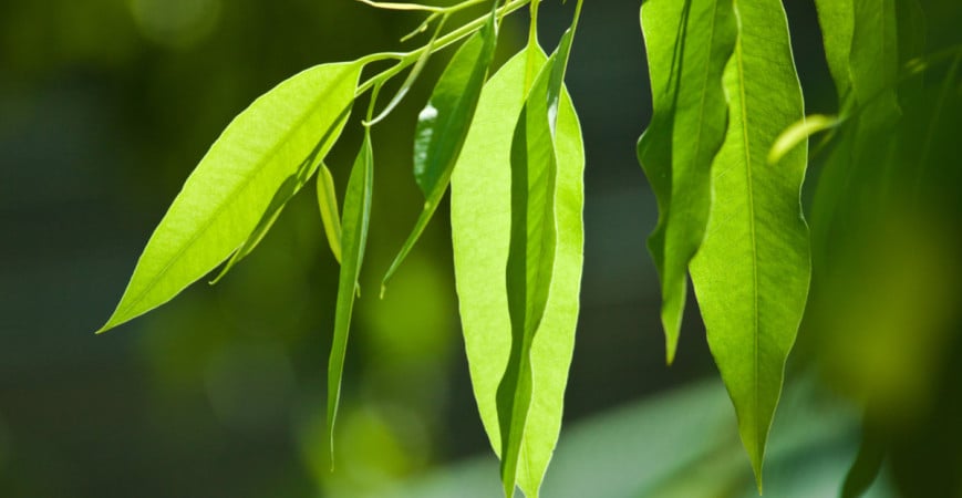 Blahovičník čili eukalyptus nebývá napadán škůdci