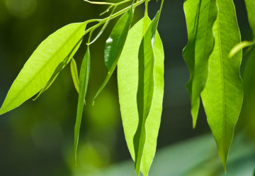 Blahovičník čili eukalyptus nebývá napadán škůdci