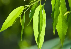 Blahovičník čili eukalyptus nebývá napadán škůdci