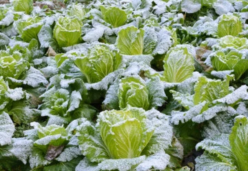 Jakou zeleninu lze pěstovat i pod sněhem?