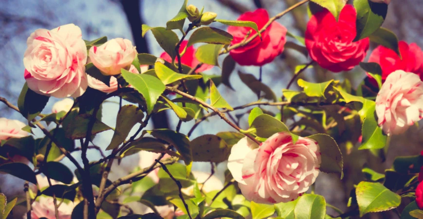 Pěstování růží ze semen