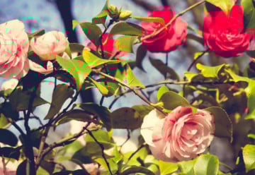 Pěstování růží ze semen