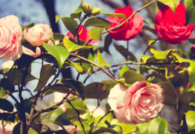 Pěstování růží ze semen