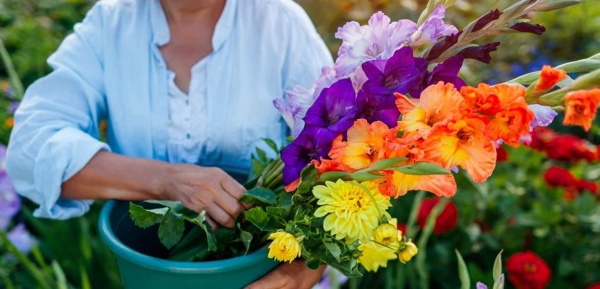 Jarní cibuloviny 2026