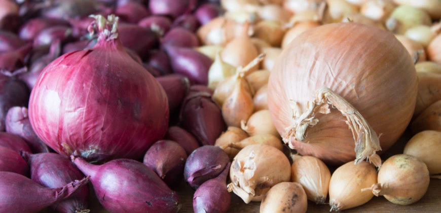 Sadbová cibule 2026